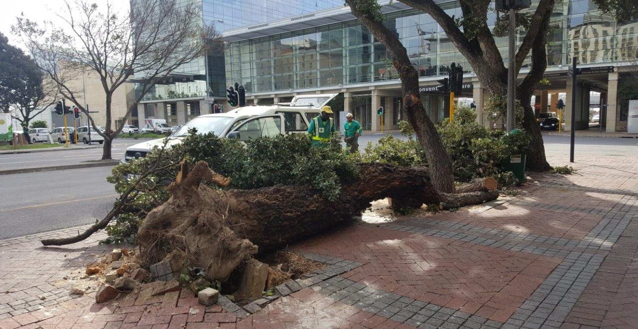 Fallen tree in the CBD