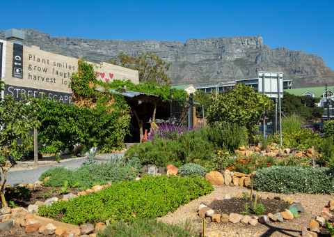 Khulisa Streetscapes Garden